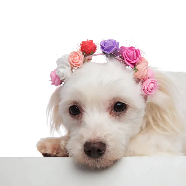 Cabeça Bichon Deitado Bonito Com Flores Headband Olhando Para Baixo — Fotografia de Stock