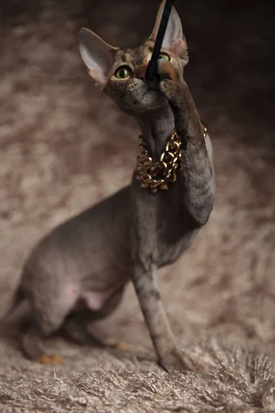 茶色の毛皮の背景に座って体操おもちゃ遊ぶ黄金の首輪を身に着けている遊び心のあるスフィンクス猫 — ストック写真