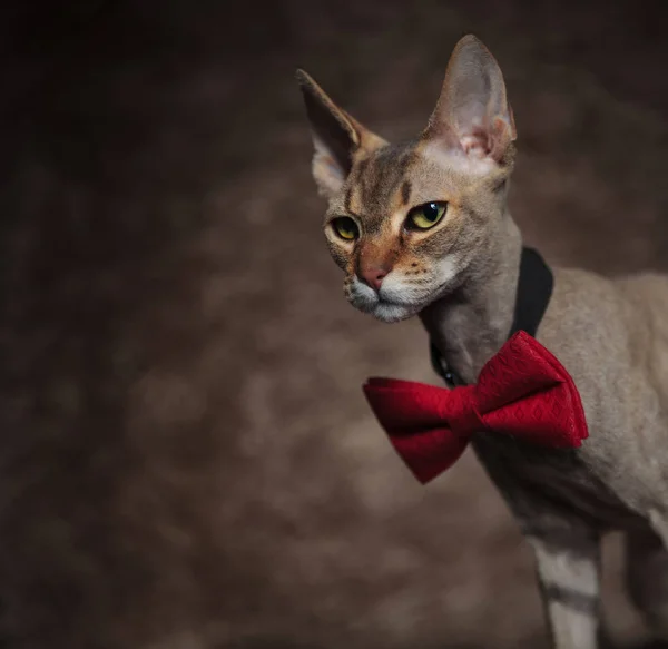 Gros Plan Élégant Chat Sphynx Regardant Vers Bas Sur Côté — Photo