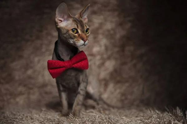 赤い蝶ネクタイを身に着けている紳士メティス猫は 茶色の毛皮の背景に座って側に見える — ストック写真