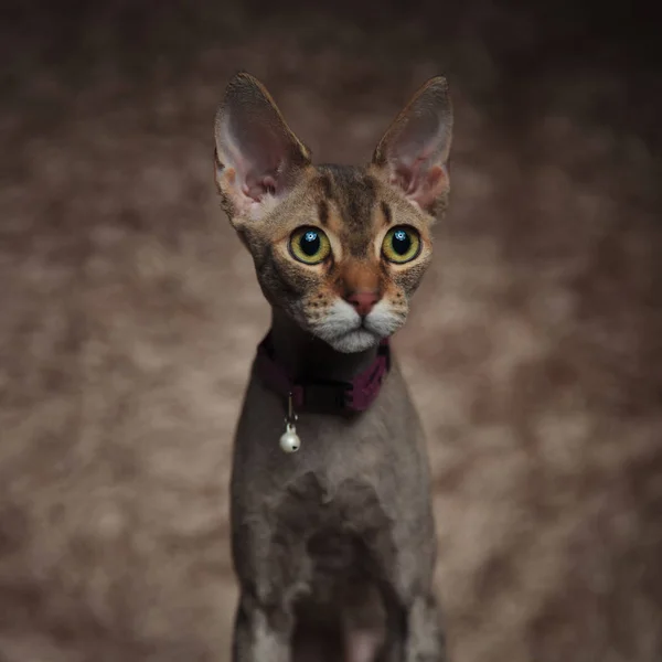 Κοντινό Πλάνο Γλυκουλα Μήτις Γάτα Φοράει Μωβ Περιλαίμιο Στέκεται Φόντο — Φωτογραφία Αρχείου