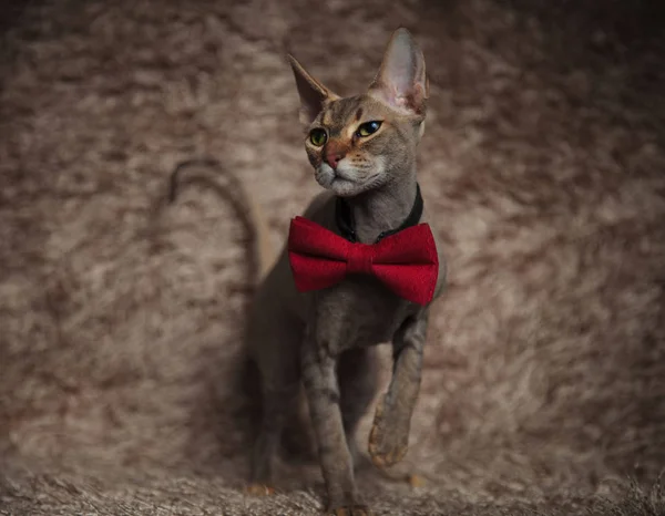 Neugierige Graue Metis Katze Mit Roter Fliege Tritt Auf Braunem — Stockfoto