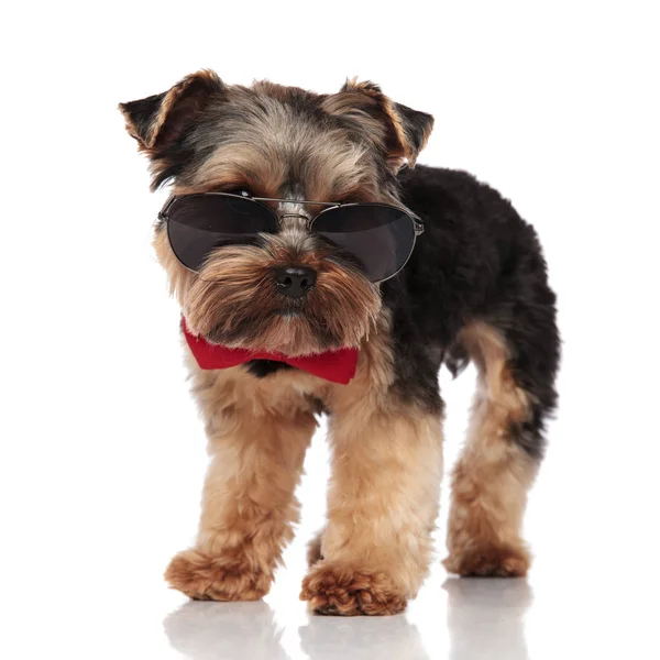 Classy Yorkshire Terrier Bär Solglasögon Ser Ned Till Sida Stående — Stockfoto