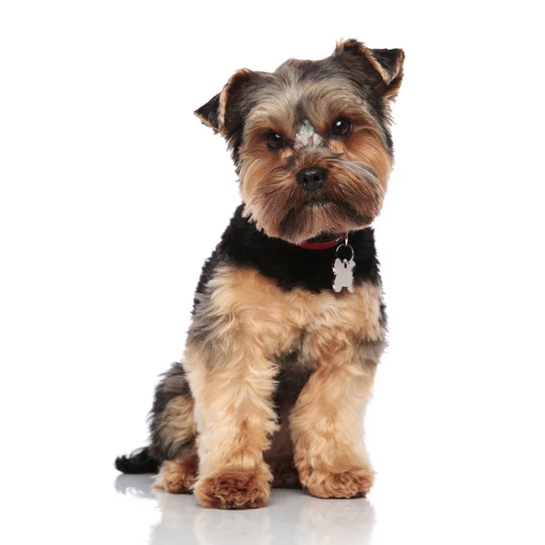 Söt Yorkshire Terrier Slitande Röd Krage Sitter Vit Bakgrund Ser — Stockfoto