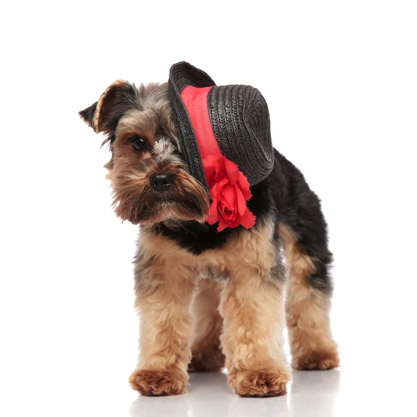 Elegante Yorkshire Terrier Vestindo Chapéu Preto Sobre Fundo Branco — Fotografia de Stock