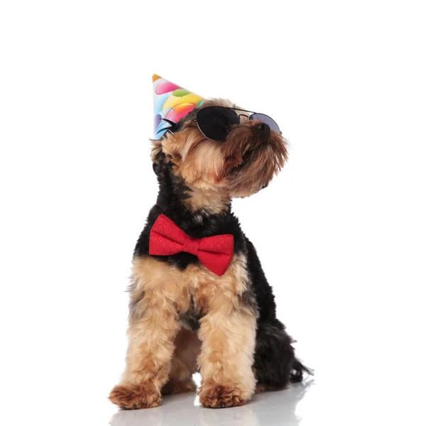 Eleganta Yorkshire Terrier Bär Födelsedag Hatt Och Solglasögon Ser Upp — Stockfoto