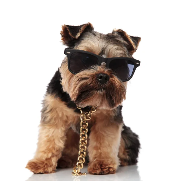 Cute Seated Yorkie Wearing Gold Necklace Sunglasses White Background — Stock Photo, Image