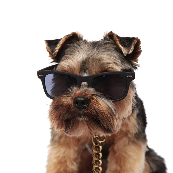 Close Yorkshire Terrier Sunglasses Golden Collar Sitting White Background Looks — Stock Photo, Image