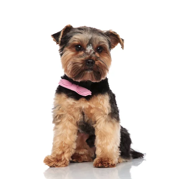 Gentleman Yorkshire Terrier Wears Pink Bowtie Looks Side While Sitting — Stock Photo, Image