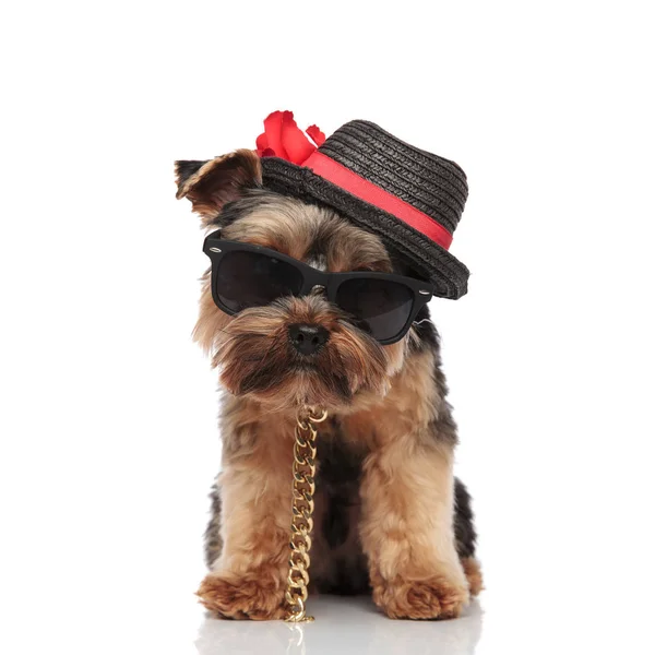 Caballero Yorkie Terrier Con Gafas Sol Cuello Sombrero Negro Pie — Foto de Stock