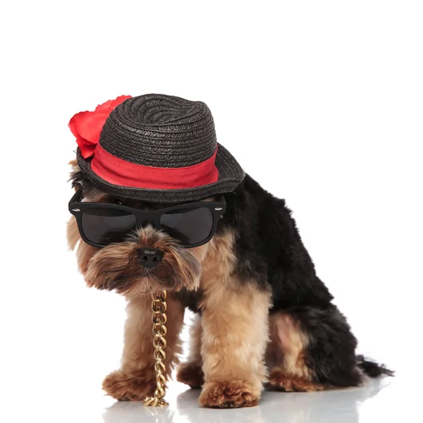 Gentleman Yorkshire Terrier Sunglasses Looks While Sitting White Background — Stock Photo, Image