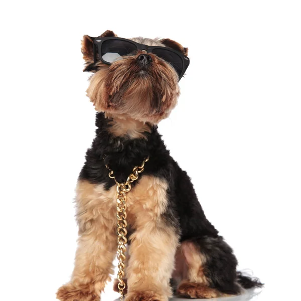 Curious Yorkie Wearing Sunglasses Golden Chain Looks While Sitting White — Stock Photo, Image