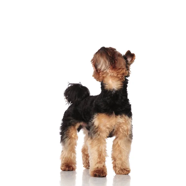 Small Adorable Yorkshire Terrier Standing White Background Looking — Stock Photo, Image