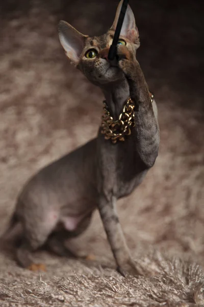 Playful Sphynx Cat Wearing Golden Collar Plays Teaser Toy While — Stock Photo, Image