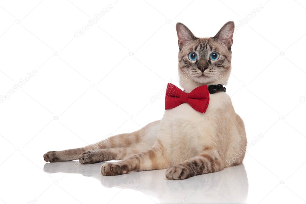 adorable grey metis cat wearing a red bowtie resting on white background
