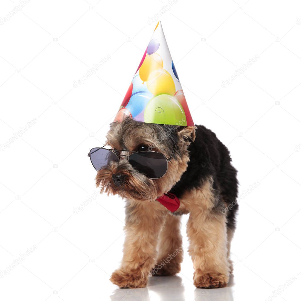 curious birthday yorkshire terrier wearing sunglasses and bowtie looks down to side while standing on white background