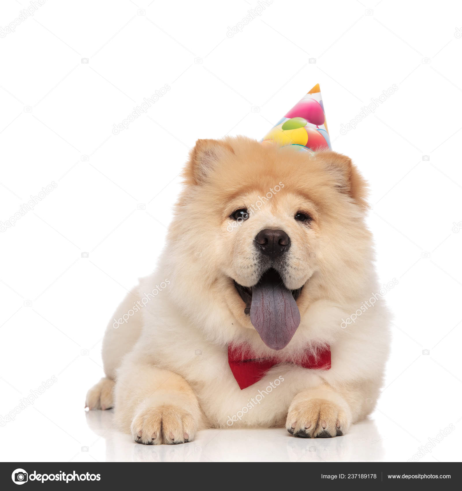 Shepherd Rescue Brysons Dog Rehoming Millie Is Available For Adoption  Medium Size Black And Brown, image size:1600x1700