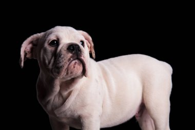 Beyaz İngilizce bulldog yan duran siyah arka plan üzerine isteyen yan görünüm