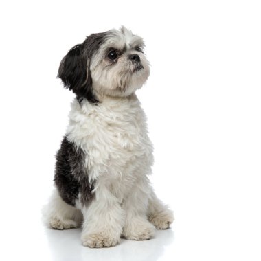 Beyaz arka plan üzerinde otururken çok güzel siyah ve beyaz shih tzu tarafına bakmış