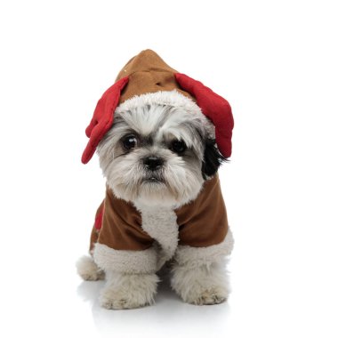 Beyaz arka plan üzerinde otururken çok güzel shih tzu Noel Baba'nın Ren geyiği kostüm giyen tarafına görünüyor