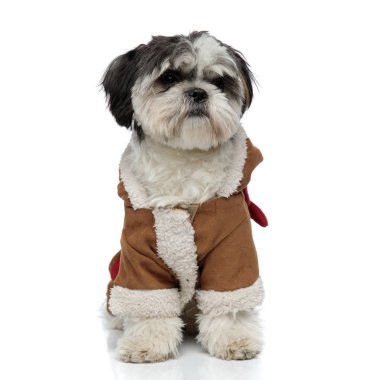 Beyaz arka plan üzerinde otururken tarafına şirin shih tzu kahverengi kış kostüm giyen görünüyor