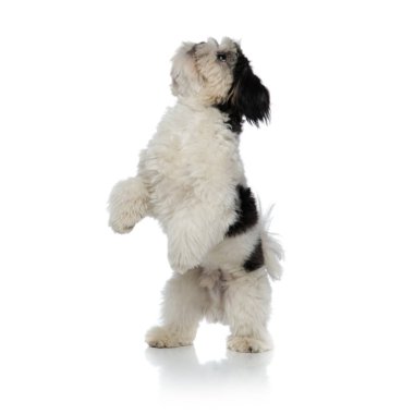 çok güzel siyah ve beyaz shih tzu ayakta beyaz arka plan üzerinde iki ayak üzerinde örnek alıyor