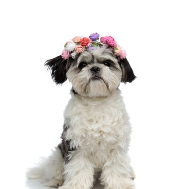 shih Tzu şirin giyen çiçekler beyaz zemin üzerine kafa bandı
