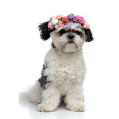 Beyaz arka plan üzerinde otururken tarafına şirin shih tzu taze çiçek taç giyen görünüyor