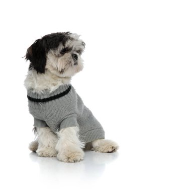 şirin oturmuş shih tzu gri hırka tarafına beyaz arka plan üzerinde görünüyor.