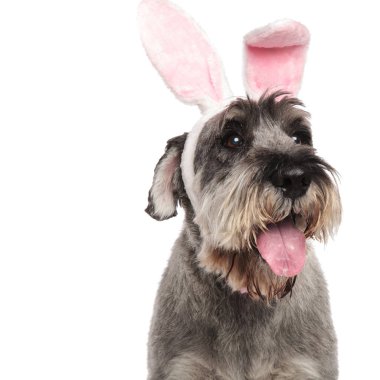nefes nefese schnauzer pembe tavşan kulakları yan beyaz arka plan üzerinde dururken isteyen giyiyor, yakın çekim