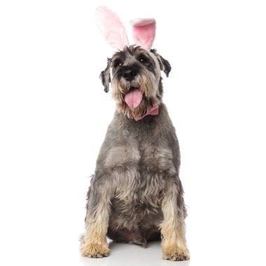 Beyaz arka plan üzerinde oturan ve nefes nefese pembe papyon giyiyor bunny schnauzer