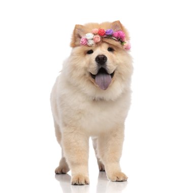 çok güzel chow chow giyen renkli çiçekler kafa bandı ayakta beyaz zemin üzerinde ve nefes nefese
