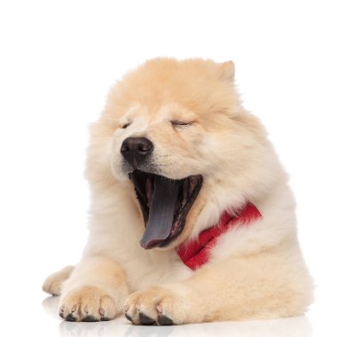 yorgun chow chow ağzı açık olan beyaz arka plan üzerinde dinlenme sırasında kapalı gözlerle esneme kırmızı papyon giyiyor