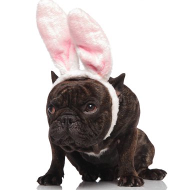 meraklı Fransız buldozer sevimli tavşan kulakları giyen beyaz arka plan üzerinde oturur ve tarafına görünüyor