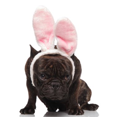 Beyaz arka plan üzerinde oturan ve tarafına bakarak bunny kulaklar kafa bandı giyen sevimli Fransız buldozer