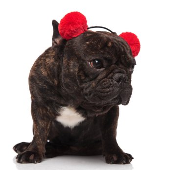 Beyaz arka plan üzerinde otururken tarafına meraklı Fransız buldozer kırmızı etkilidirler giymek görünüyor