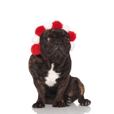 Beyaz arka plan üzerinde otururken kırmızı ve beyaz tüylü taç giyen güzel Fransız buldozer