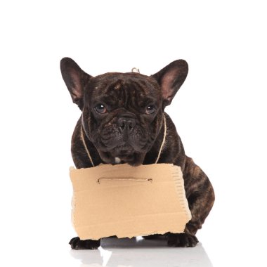 Beyaz arka plan üzerinde oturan boynuna boş billboard giyen sevimli Fransız buldozer