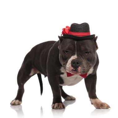 Beyefendi Amerikan zorba şapka ve papyon giyiyor duran beyaz zemin üzerine aşağı görünüyor