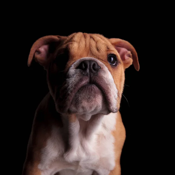 Cabeça Infeliz Marrom Branco Inglês Bulldog Sobre Fundo Preto — Fotografia de Stock