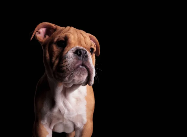 Close Bulldog Inglês Curioso Olhando Para Lado Enquanto Está Sobre — Fotografia de Stock