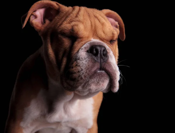 Hoofd Van Schattige Engels Bulldog Permanent Een Zwarte Achtergrond Met — Stockfoto