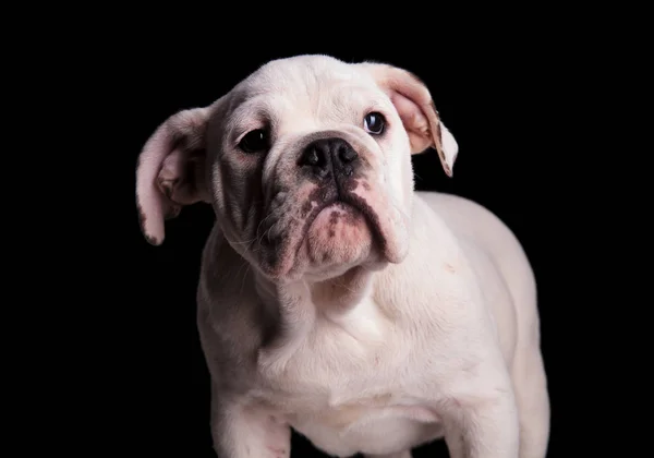 Kopf Einer Entzückenden Weißen Englischen Bulldogge Die Auf Schwarzem Hintergrund — Stockfoto