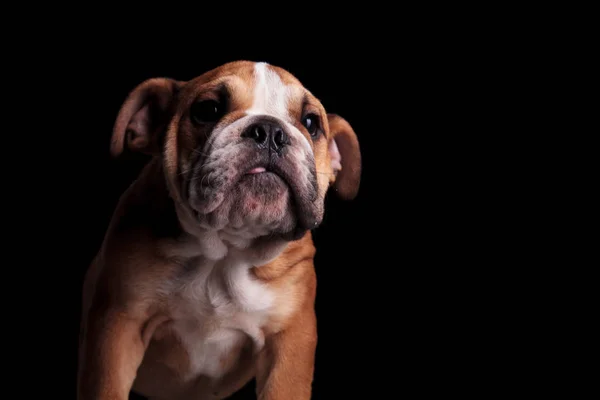 Cabeza Adorable Bulldog Inglés Con Lengua Expuesta Mirando Lado Mientras — Foto de Stock