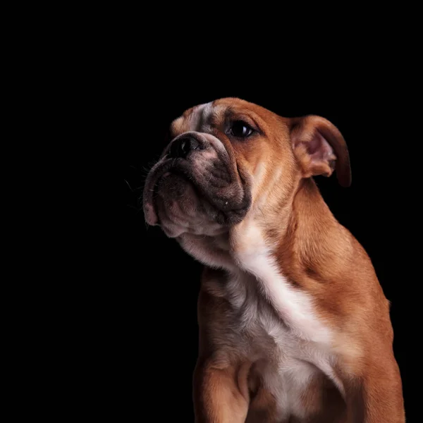 Close Bulldog Inglês Curioso Olhando Para Lado Enquanto Está Sobre — Fotografia de Stock