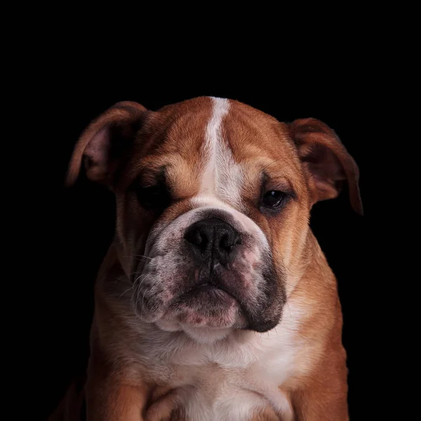 Cabeça Bulldog Inglês Marrom Branco Curioso Olhando Para Baixo Enquanto — Fotografia de Stock