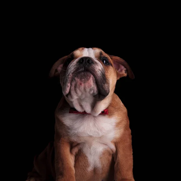 Close Bulldog Inglês Curioso Vestindo Bowtie Vermelho Olhando Para Cima — Fotografia de Stock