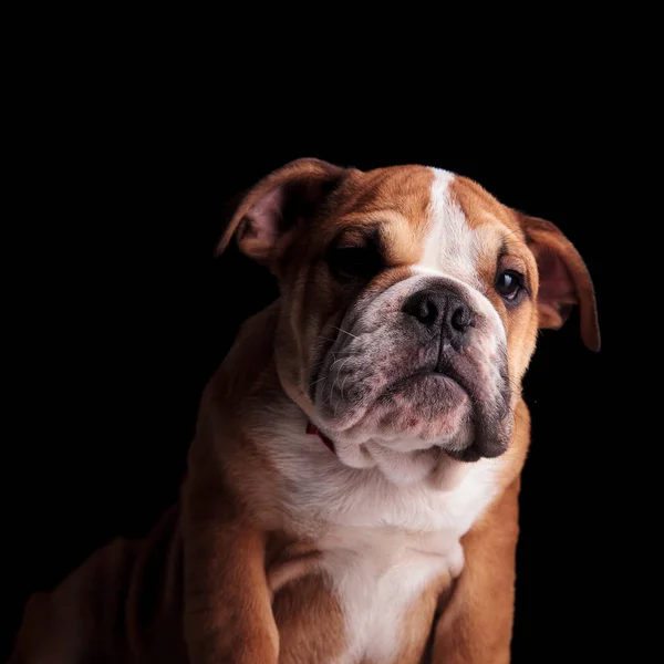 Close Adorável Inglês Bulldog Vestindo Bowtie Vermelho Olha Para Baixo — Fotografia de Stock