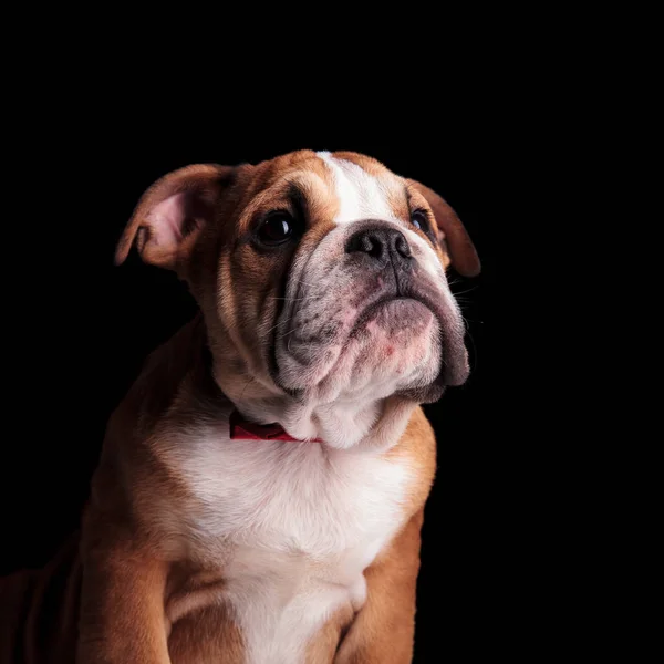 Close Bulldog Inglês Curioso Olhando Para Lado Enquanto Sentado Fundo — Fotografia de Stock