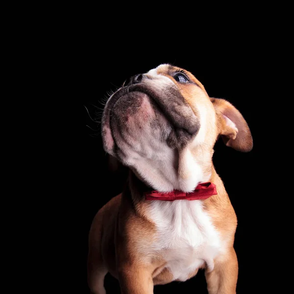 Nyfiken Engelska Bulldog Med Röda Bowtie Titta Upp Till Sida — Stockfoto